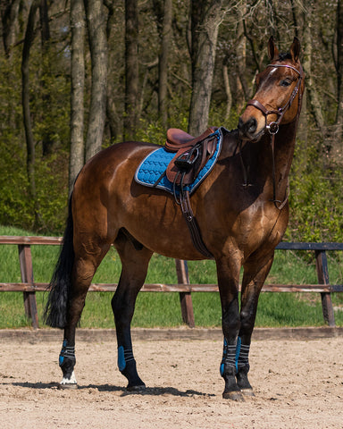 "Champion" csatos ínvédő