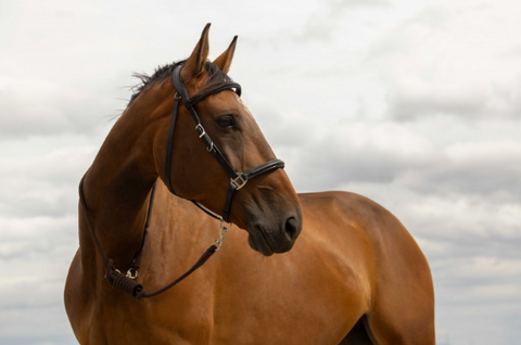 "Rando" különleges vezetőszár