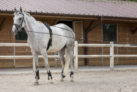 "Ormy" kiképzőszár/hosszú szár, 10 m